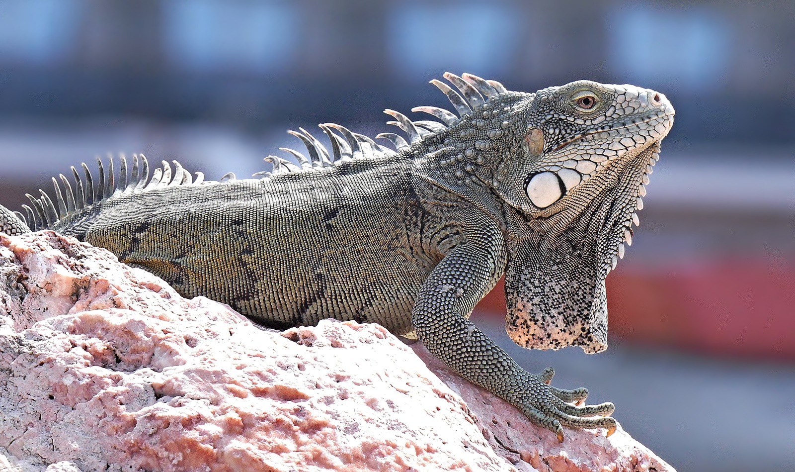 Schöne Echse,.- Foto & Bild | tiere, wildlife, amphibien & reptilien