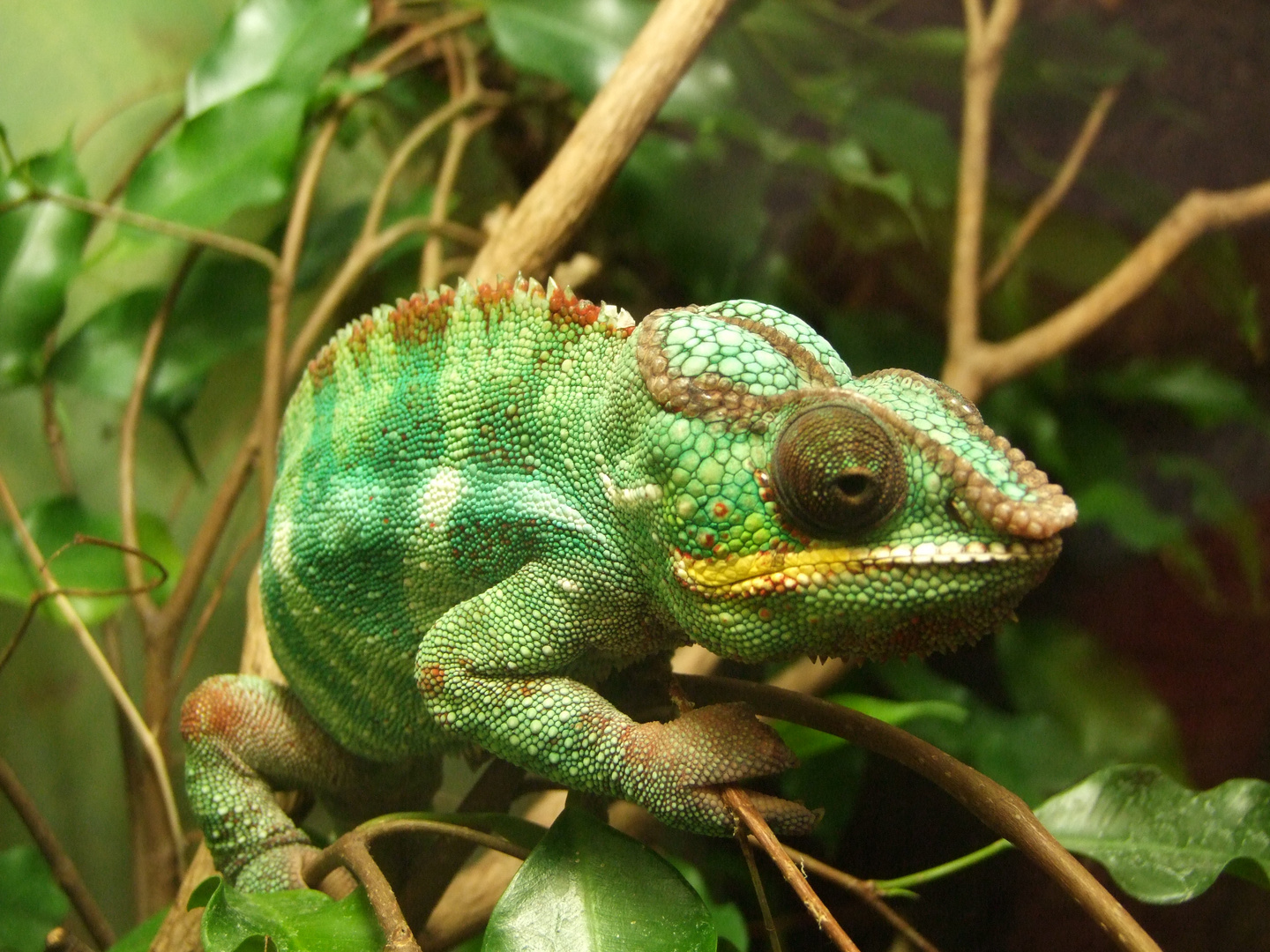 Schone Echse Foto Bild Tiere Zoo Wildpark Falknerei Amphibien Reptilien Bilder Auf Fotocommunity