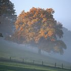 Schöne Eiche am Morgen