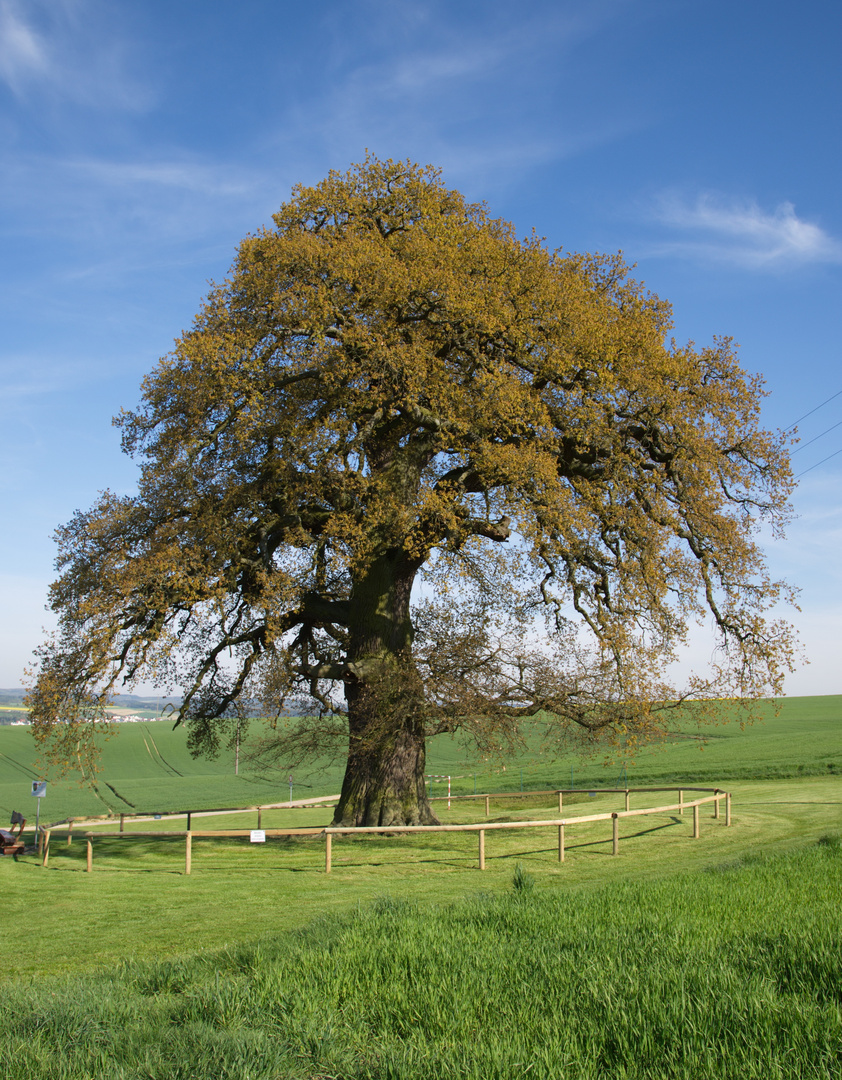 Schöne Eiche Endlichhofen