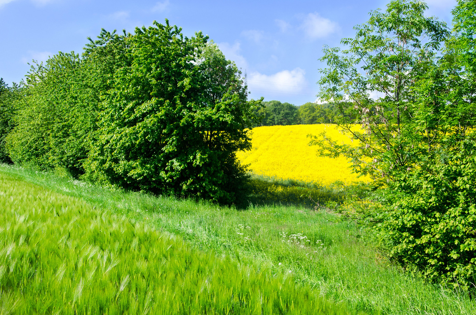 Schöne Eifel im Frühsommer/Sätfrühling