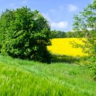 Schöne Eifel im Frühsommer/Sätfrühling