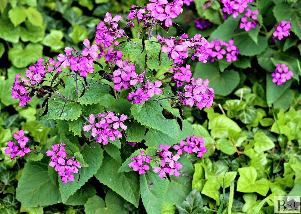 Schöne - Einjähriges Silberblatt (Lunaria annua)