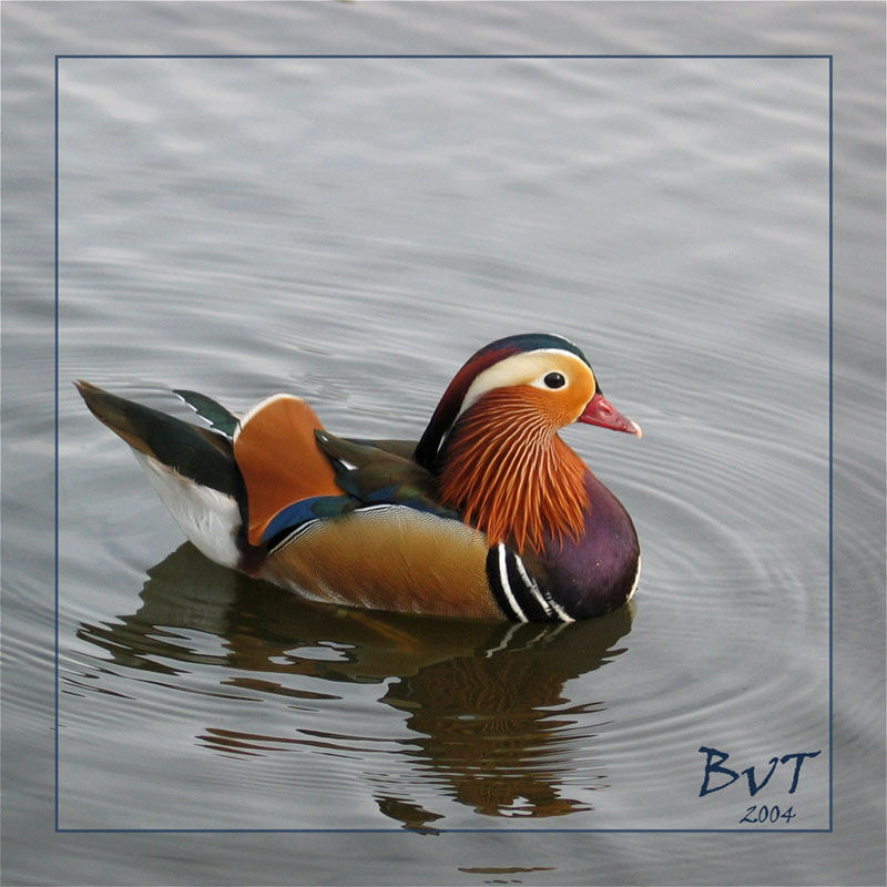 Schöne Ente im Tiergarten