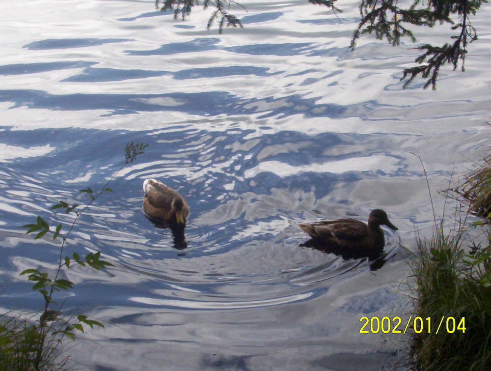 Schöne Enten