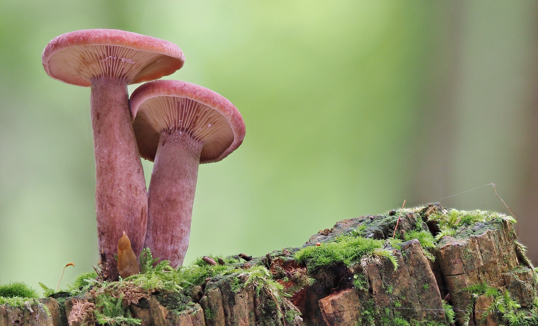 Schöne Farbe Foto & Bild | pflanzen, pilze & flechten, pilze & flechten