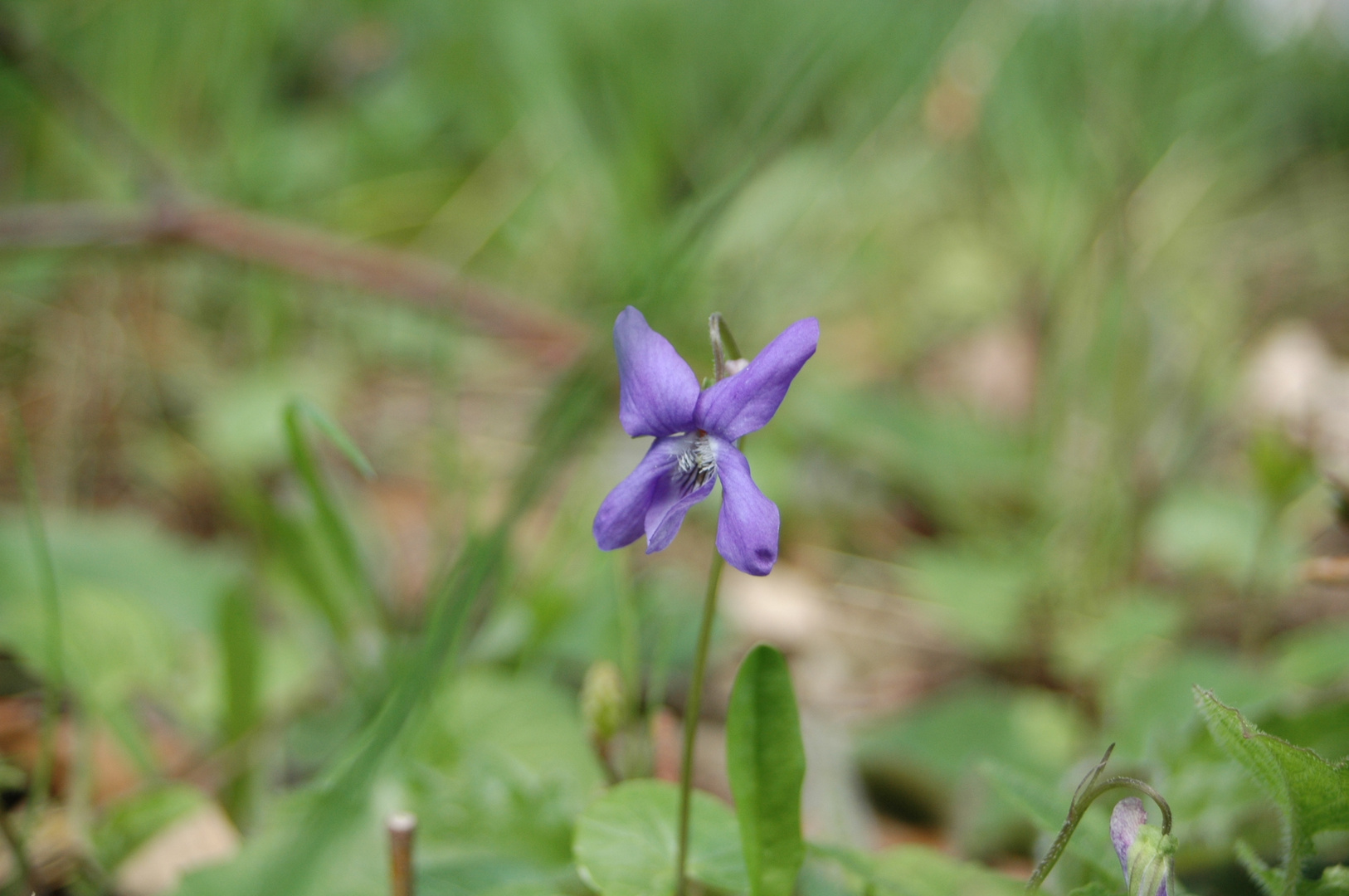 Schöne Farbe