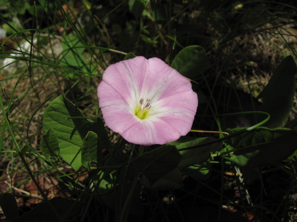 schöne Farbe