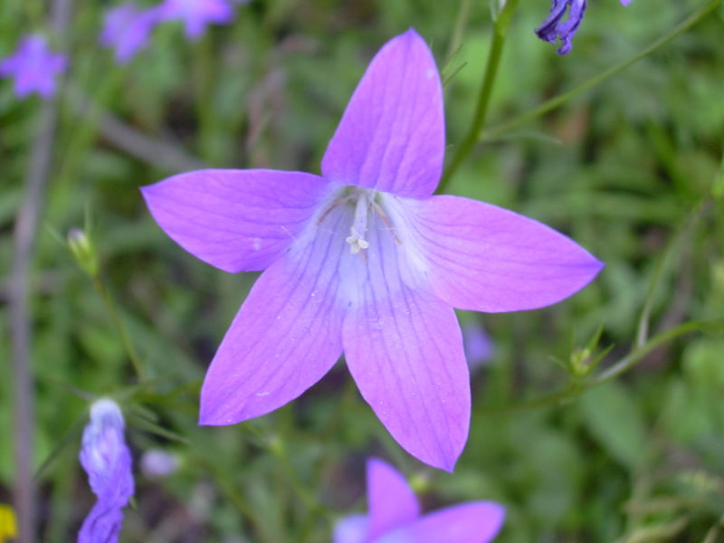 schöne Farbe der Blume