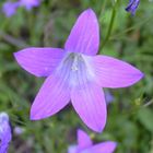 schöne Farbe der Blume