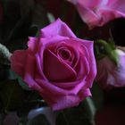 Schöne Farbe der Rose