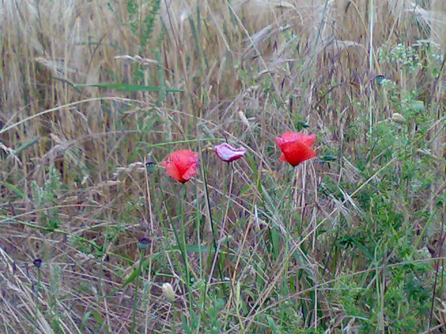 Schöne Farben