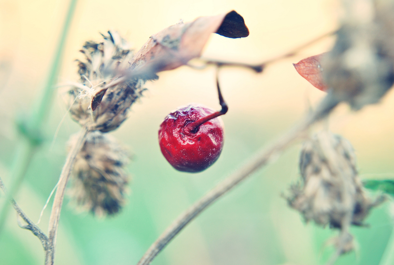 *schöne Farben der Natur*