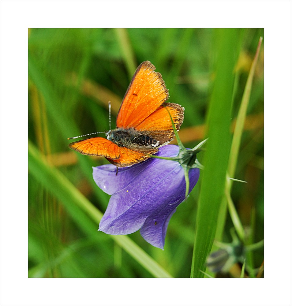 schöne Farben der Natur