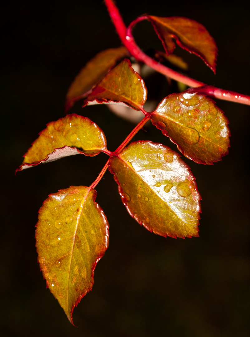 Schöne Farben!