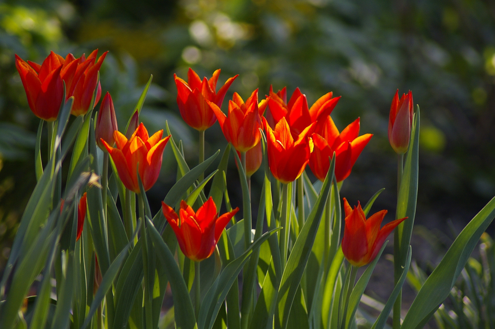 Schöne Farben im Frühjahr.