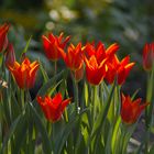 Schöne Farben im Frühjahr.