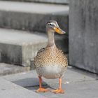 Schöne Farbkombination von Ente und grauem Beton