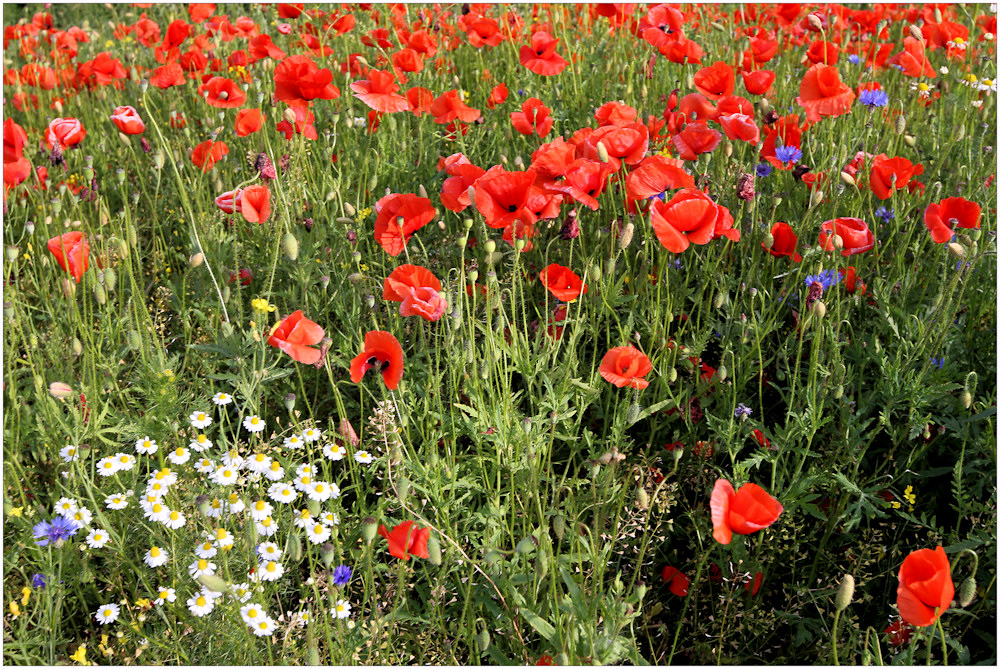 schöne Feldblumen