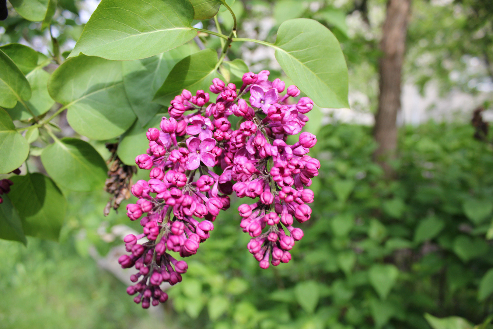 schöne Fliederblüte