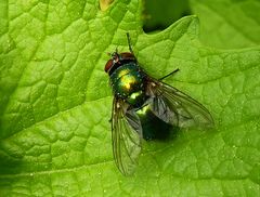 "schöne" Fliege