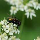 Schöne Fliege