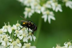 Schöne Fliege