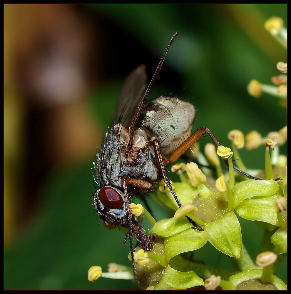 Schöne Fliege