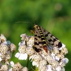 Schöne Fliege