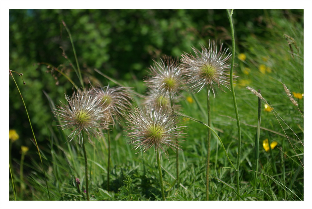 Schöne Flora am Weg zum Niesen im Berner Oberland