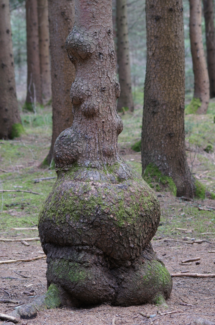 Schöne Form eines Baums