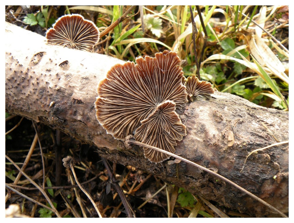 Schöne fotogene Pilze. "Spaltblättling"