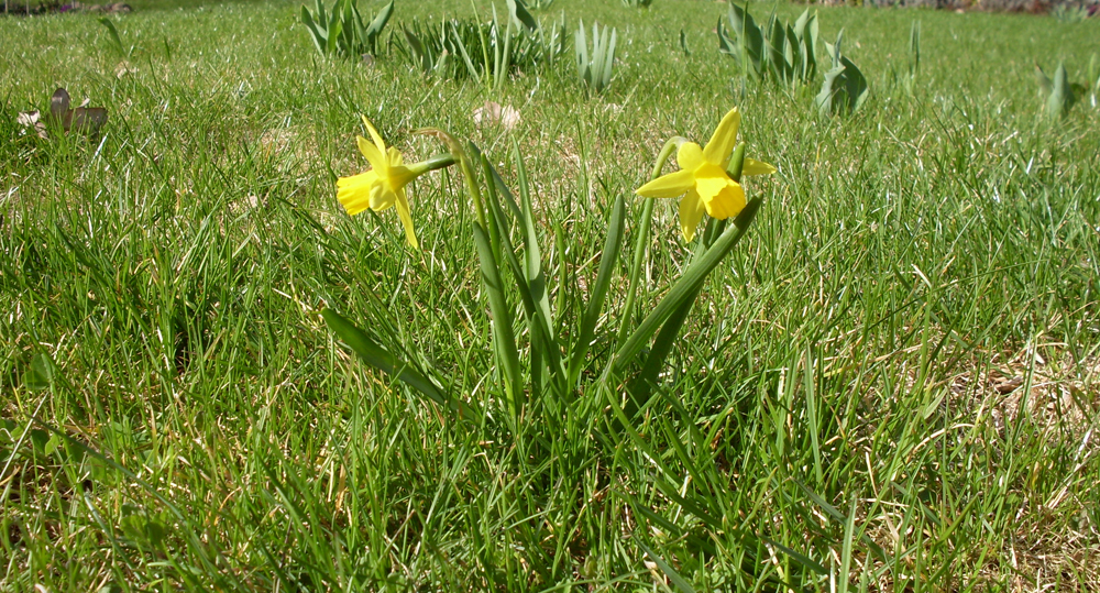 Schöne Frühlingsblume...