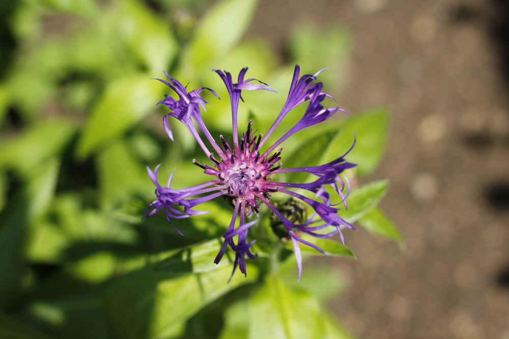 schöne Frühlingsblume