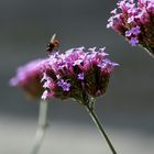 schöne Gartenpflanze mit Insekt