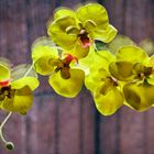 Schöne gelbe Orchideen im Büro