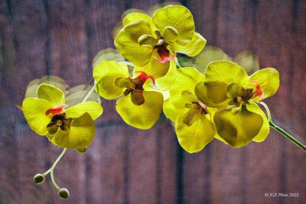 Schöne gelbe Orchideen im Büro