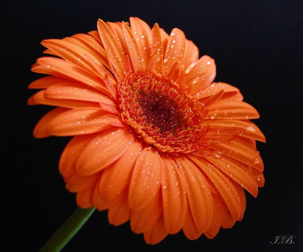 Schöne Gerbera...