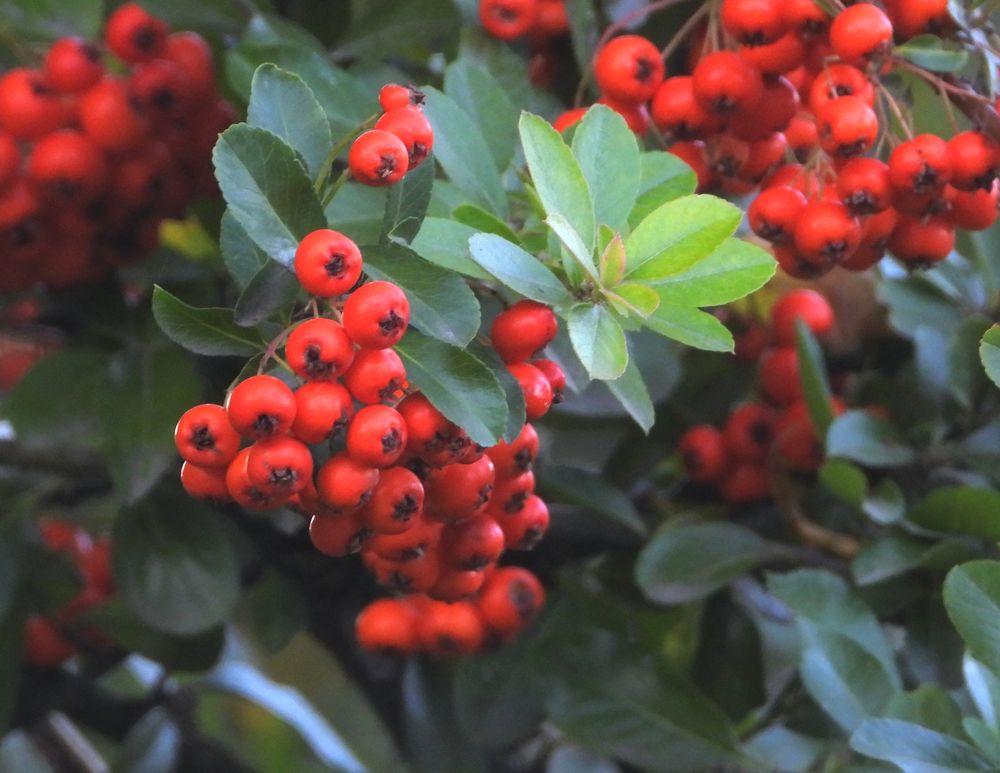 Schöne giftige Beeren in Wien Ottakring 16. Bezirk Foto & Bild