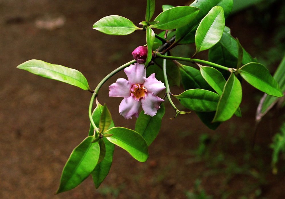 Schöne, giftige Liane, Sri Lanka