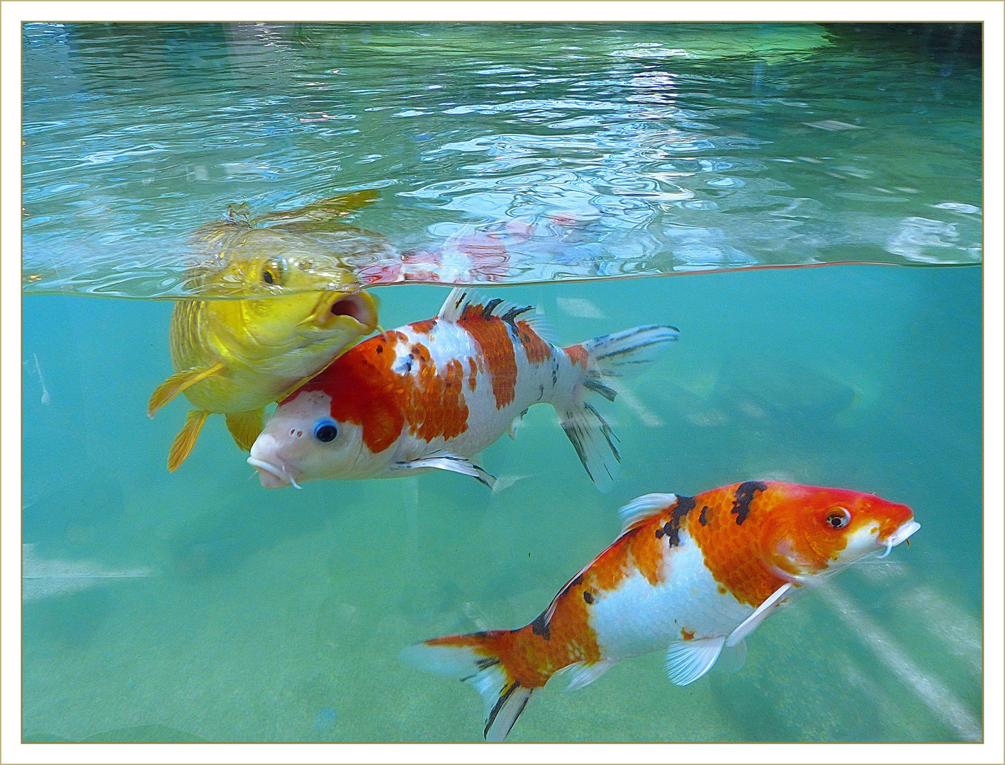 Schone Goldene Koi Karpfen Fische Im Wasser Foto Bild Photography Spezial Outdoor Bilder Auf Fotocommunity