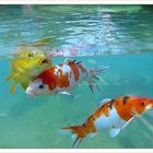 Schöne  goldene  Koi  Karpfen Fische im Wasser 