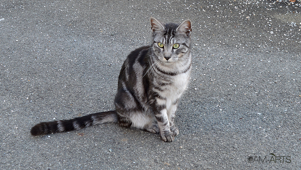 Schöne graue Katze