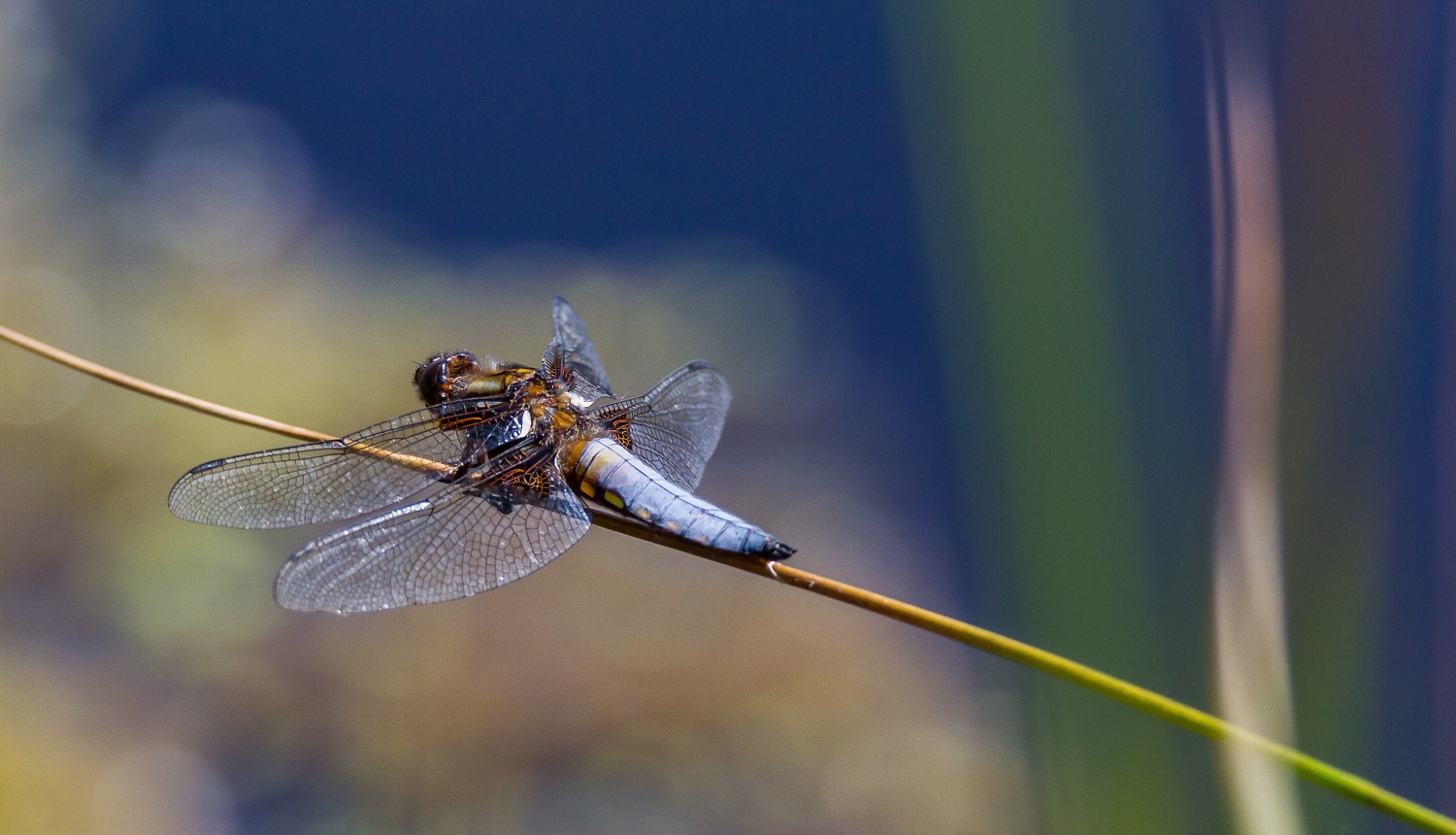 Schöne Großlibelle