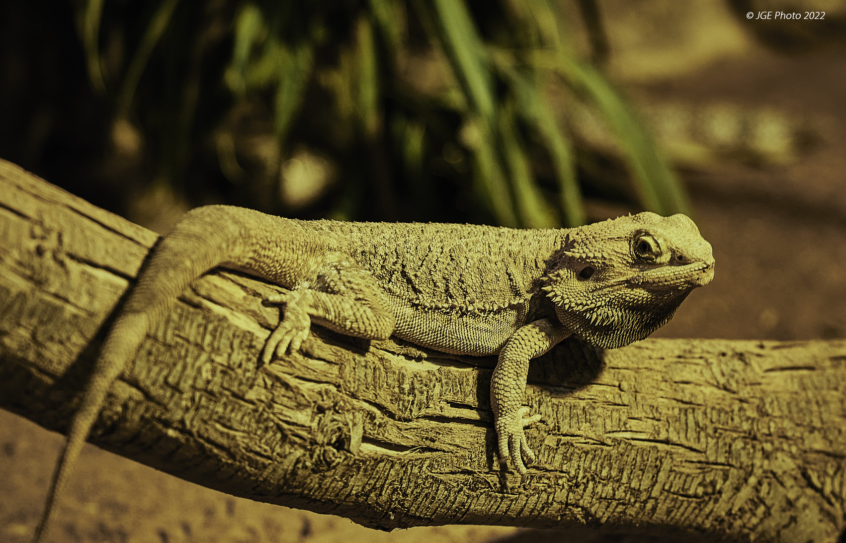 Schöne grüne Bartagame im Terrarium Landau Foto & Bild natur, zoo
