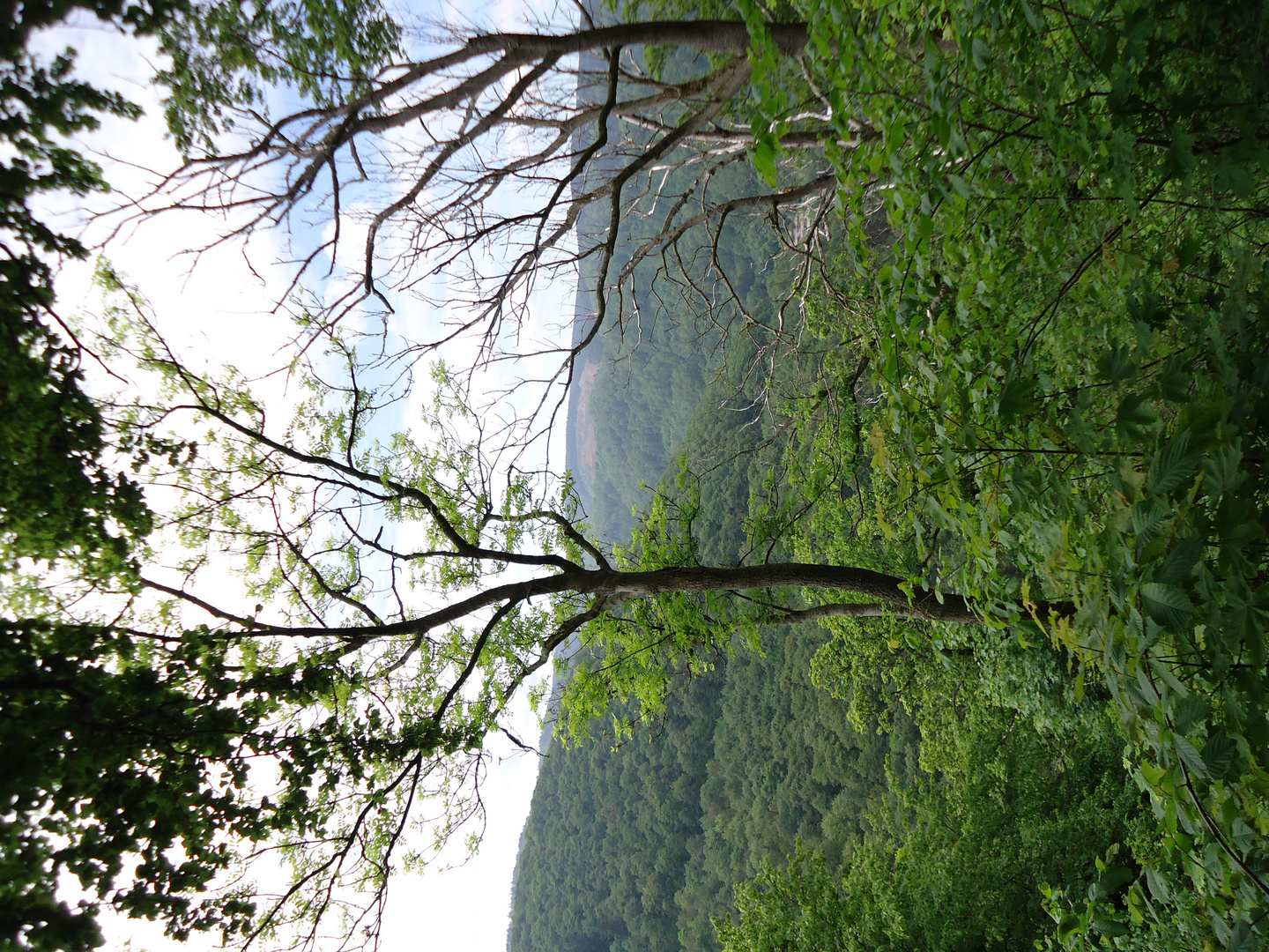 schöne grüne Natur