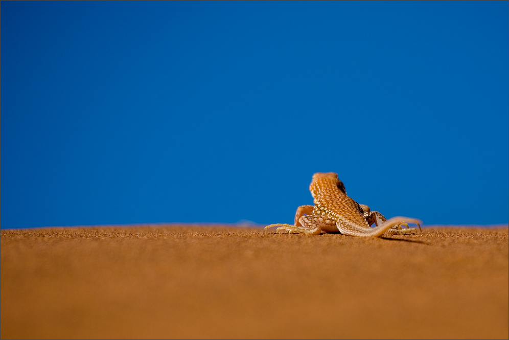 Schöne Grüße aus Namibia ...