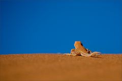 Schöne Grüße aus Namibia ...