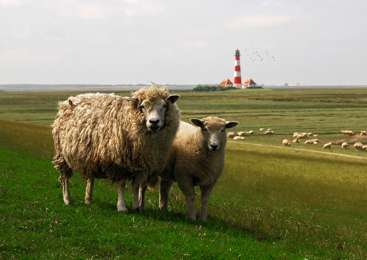 schöne Grüße aus Nordfriesland