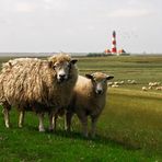 schöne Grüße aus Nordfriesland